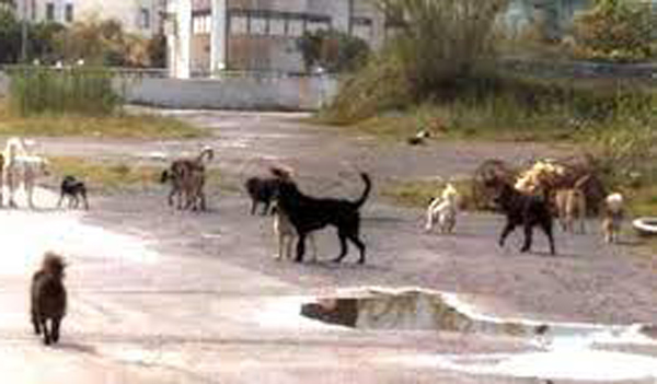 Giovane uccisa da cani a Satriano, Aidaa: "Più di 100 animali avvelenati"