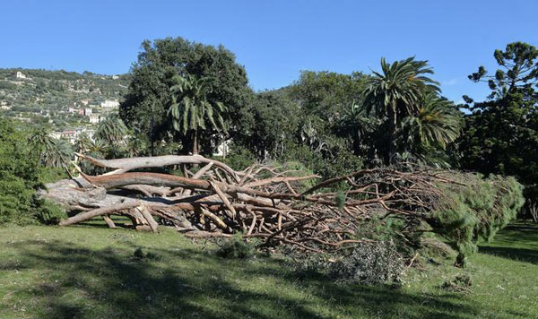 Calabria: Alberi di castagno tagliati abusivamente, sette denunce