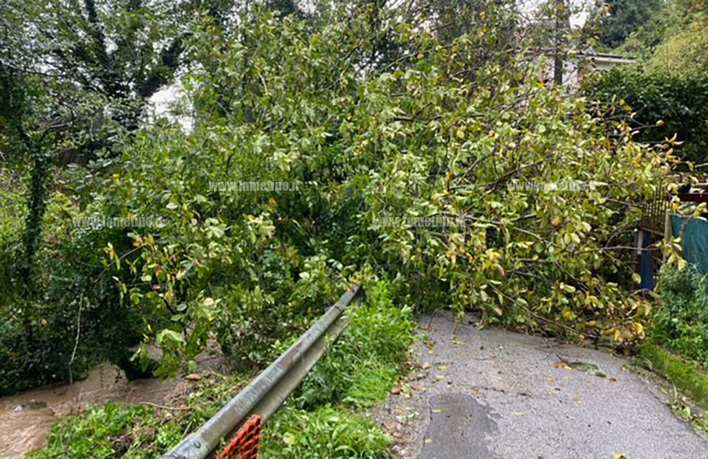 Alberi-caduti-via-casturi-1_f0d11.jpg