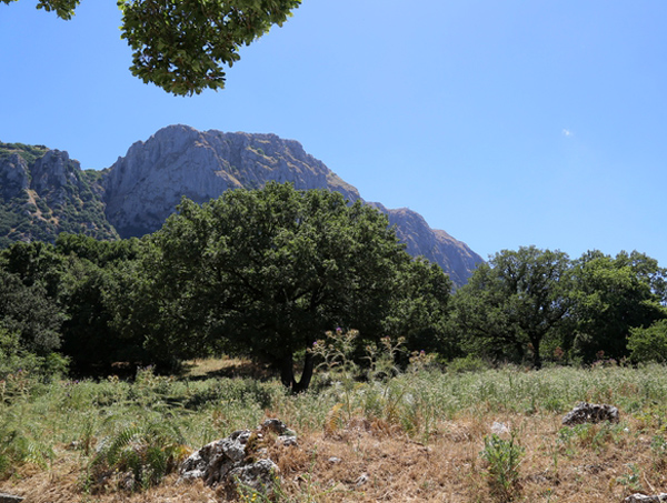 Pubblicato quattordicesimo bando PSR Calabria per sostegno al comparto forestale