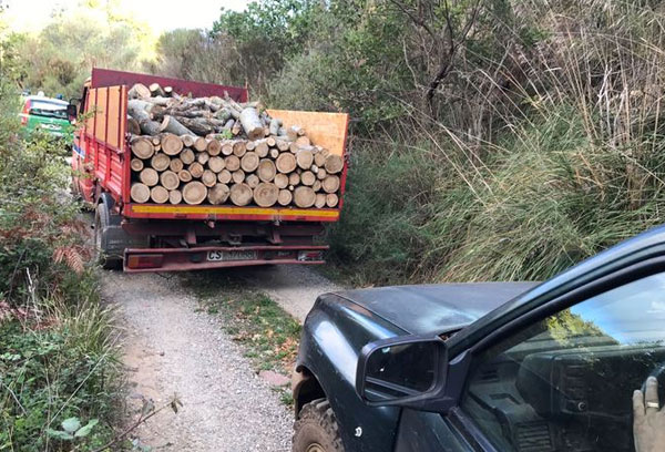 Taglio abusivo di alberi, tre denunce nel cosentino