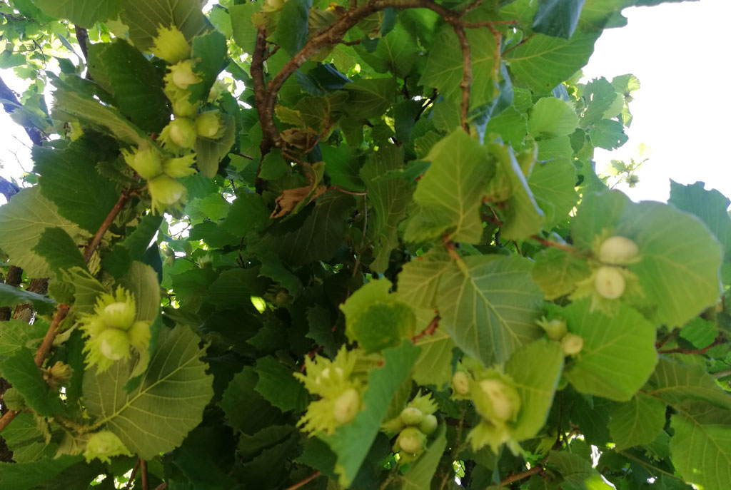 Alberi_con_frutto_d6231.jpg