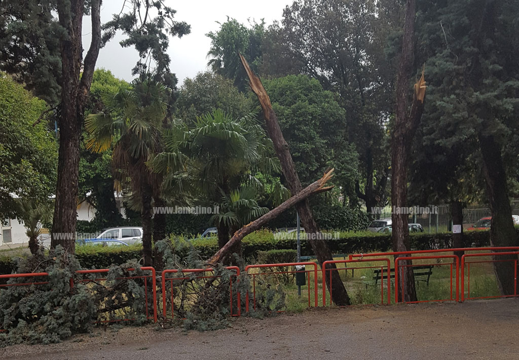 Lamezia: maltempo, divelto albero in via Bachelet