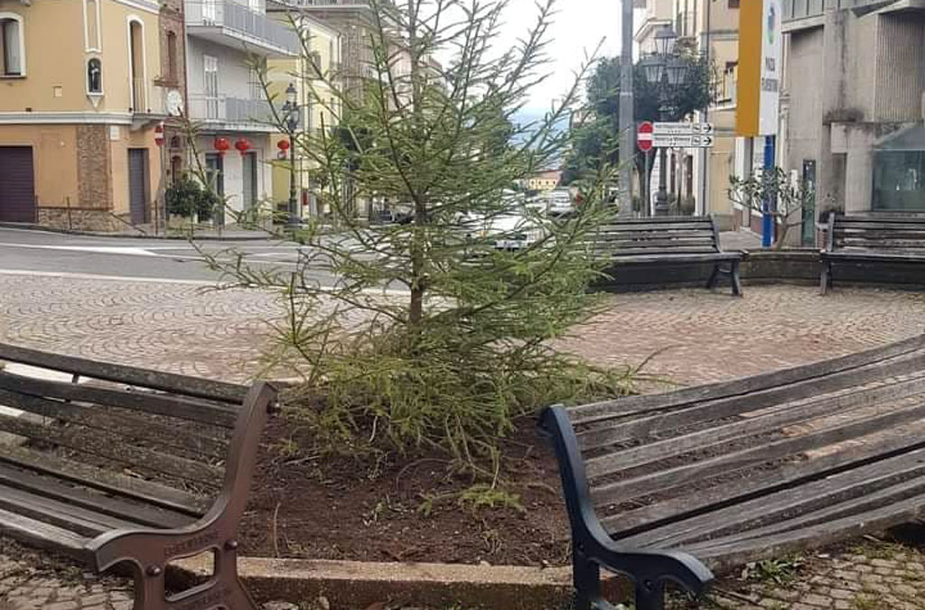 Lamezia, Nuovo Cdu su albero in Piazza Fiorentino: "Nuova pianta non ha requisiti essenziali per il luogo"