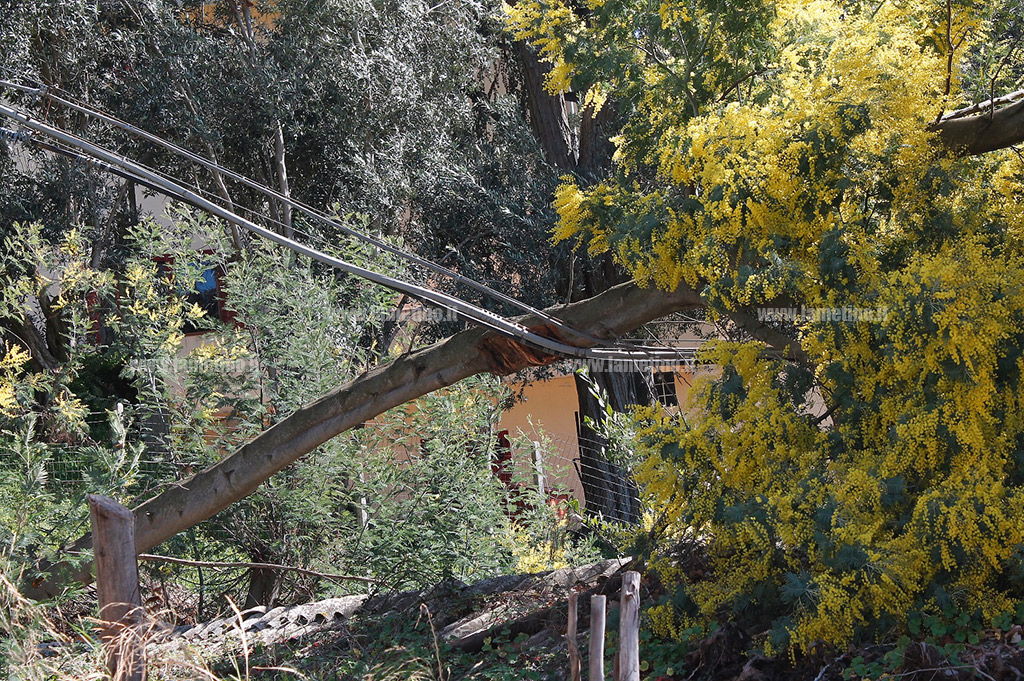 Albero-via-grappa-1.jpg