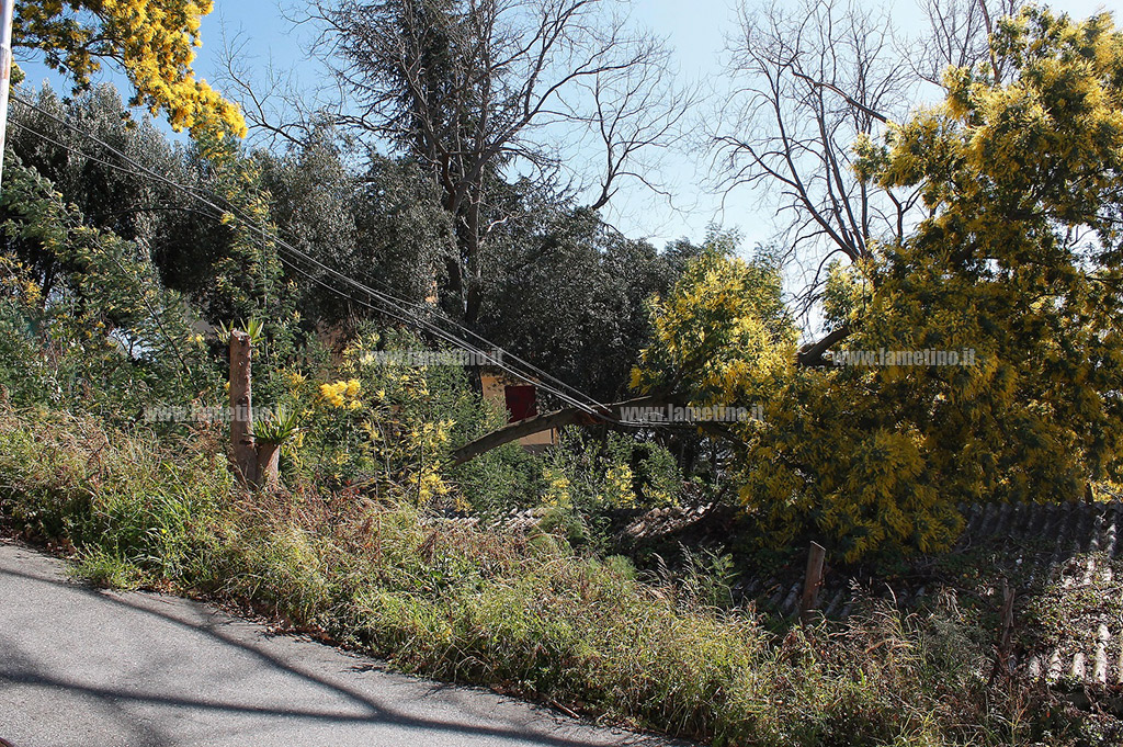 Albero-via-grappa-2.jpg