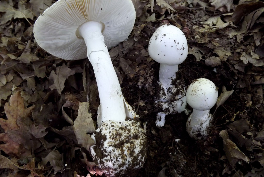 Amanita-verna--_9da92.jpg