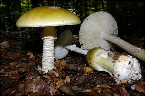 Amanita_phalloides-funghi.jpg