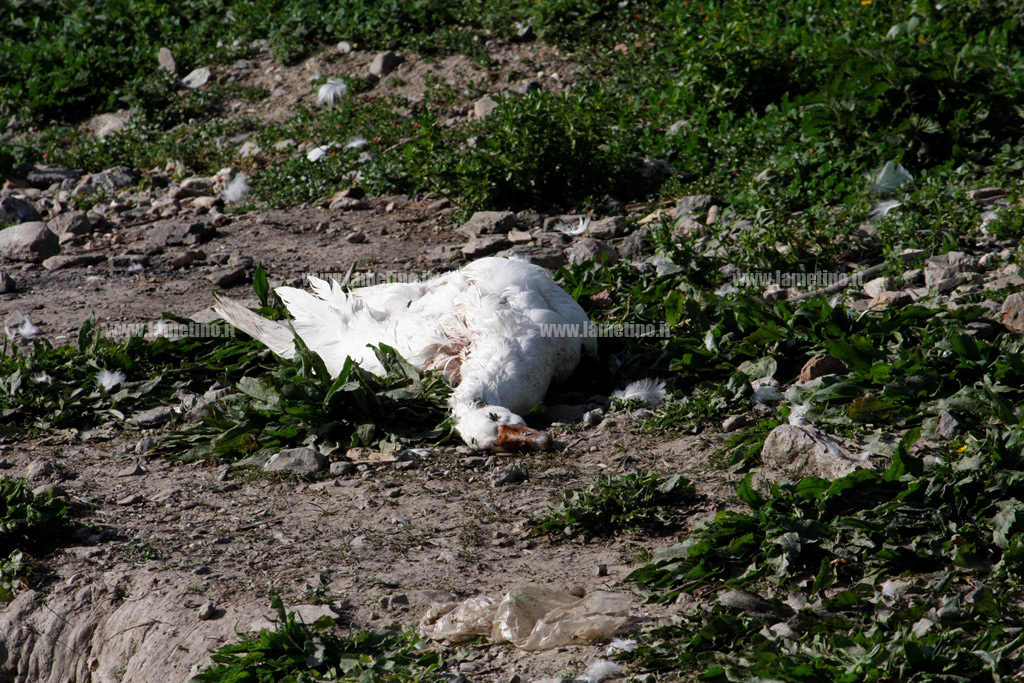 Anatra-morta_parco-mastroianni_2.jpg