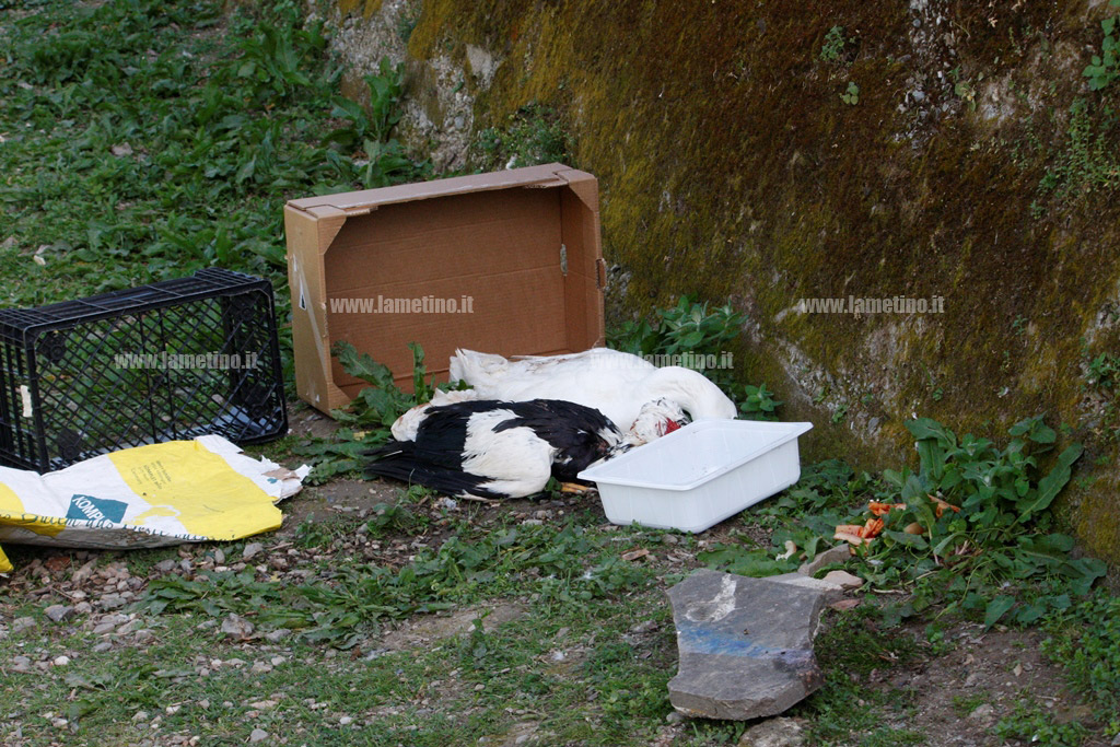 Anatra-morta_parco-mastroianni_5.jpg