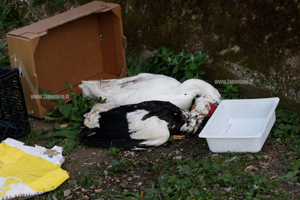 Anatra-morta_parco-mastroianni_8.jpg