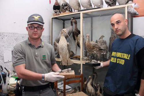 Animali-imbalsamati-sequestro-2013.jpg