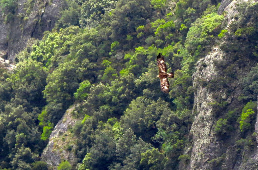 Aquila reale, in Aspromonte “censita” la quinta coppia territoriale