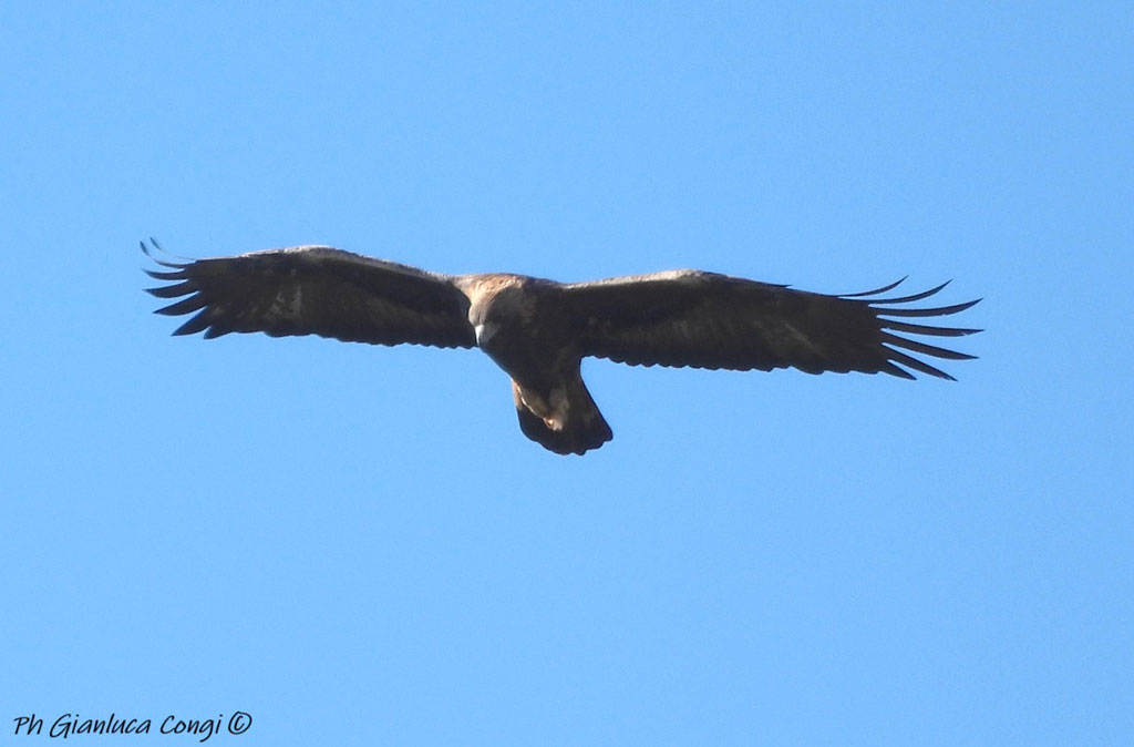 Aquila-reale-Sila-ph-G.Congi_dbf4a.jpg