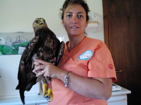 Calabria: Recuperata e messa in libertà esemplare di aquila anatraia