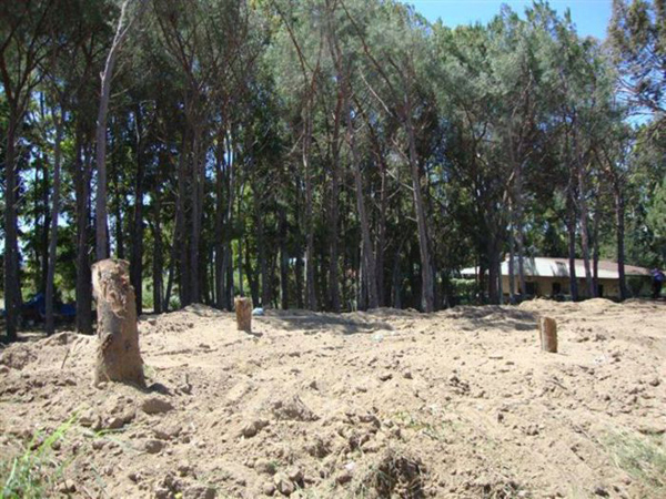 Calabria: Distrutto bosco per costruzione case, area sequestrata