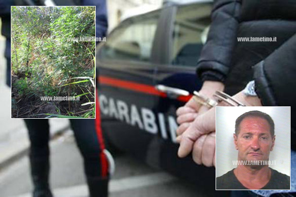 Coltivava canapa indiana in località Maricello a Gizzeria, arrestato