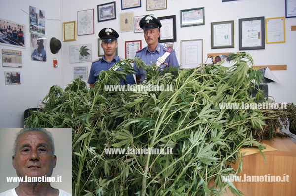 Calabria: Sorpreso ad innaffiare marijuana, arrestato settantenne 