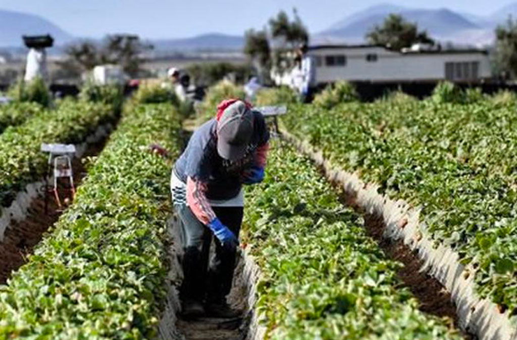  Braccianti, Regione chiede a Governo di cambiare modalità di liquidazione 