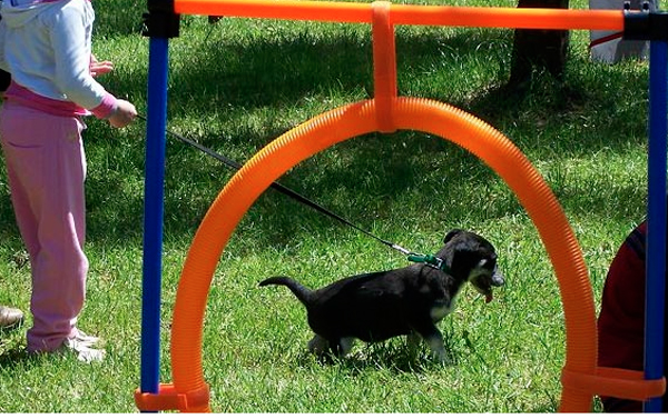 Lamezia: “Bau Fashion”, concorso bellezza canina nel weekend 