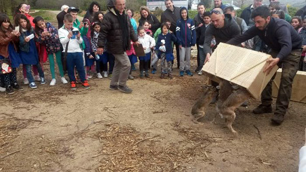 Liberate sei coppie di lepri italiche per il ripopolamento a Vallefiorita