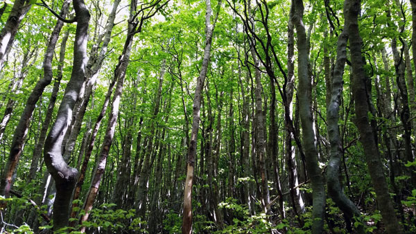 L’Ente Parco Nazionale Aspromonte lancia iniziativa di promozione: ‘Adotta il Bosco’