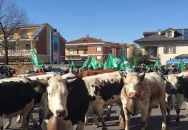 Cia, Confagricoltura, Uniceb e Assocarni insieme per l’organizzazione interprofessionale carne bovina