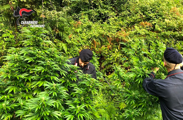 Lamezia, scoperta piantagione di marijuana in località Caria con oltre 250 piante