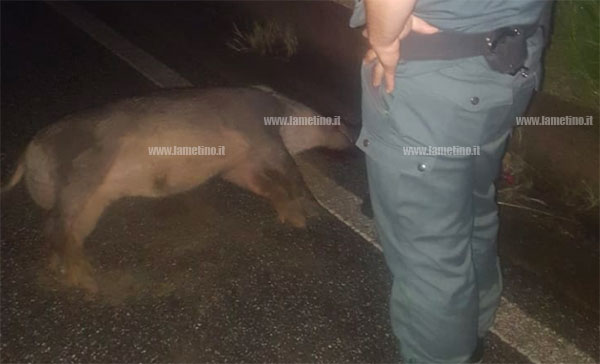 Lamezia, cinghiale investito da auto in contrada Palazzo