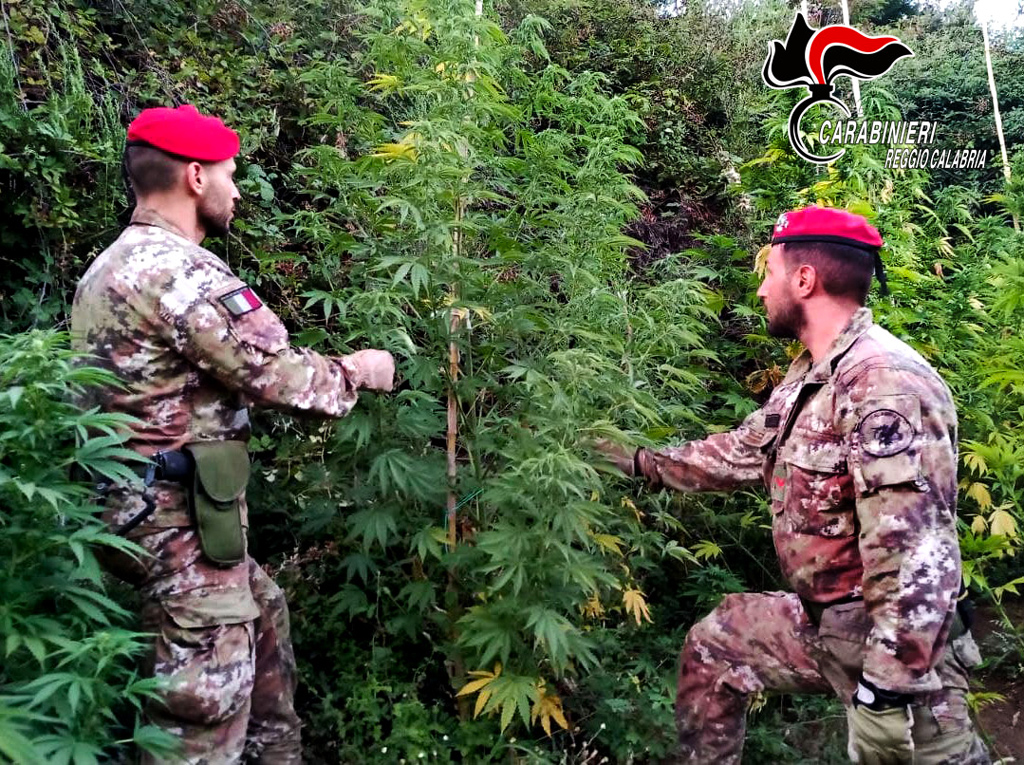 Carabinieri scoprono piantagione di marijuana nel Reggino e sequestrano 100 piante