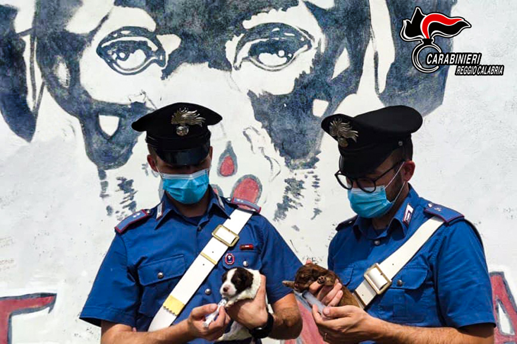 Sette cuccioli di cane abbandonati salvati da carabinieri a Brancaleone 