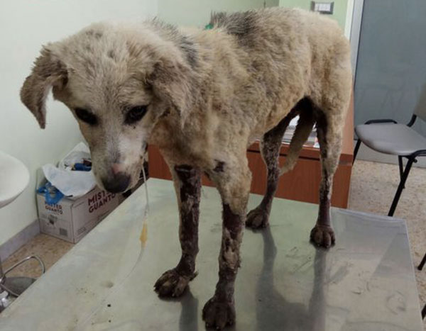Cagnetta trascinata con cappio al collo e ridotta in fin di vita a Corigliano, la denuncia dell’Enpa