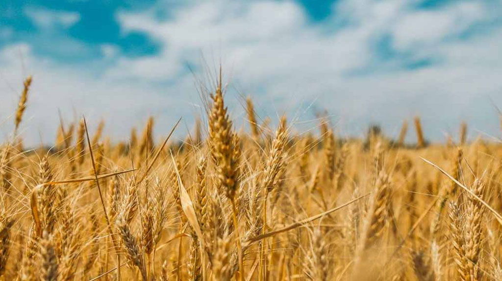 Campo-di-Grano_35e2b.jpg
