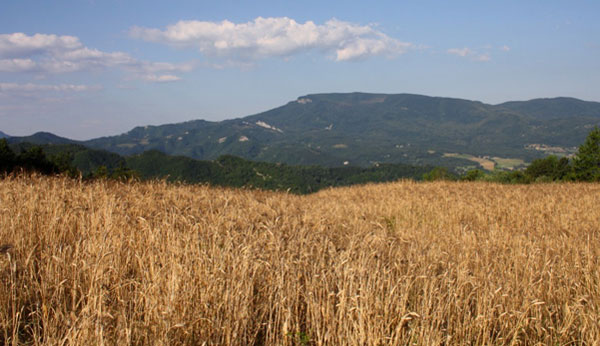 CampodiGranoSenatoreCappelli_copia.jpg