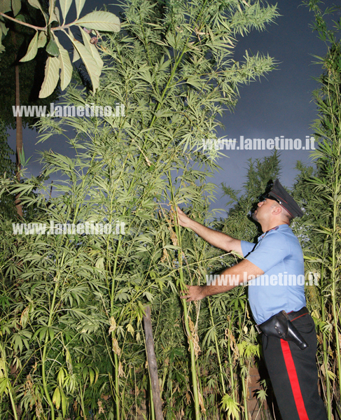 Calabria: Sequestrate 145 piante di cannabis, arrestato 