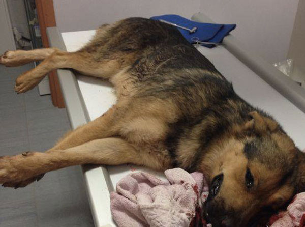 Lamezia: Cane ferito da colpo di fucile, Rifugio Fata chiede aiuto