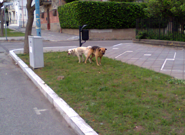 Cani-Randagi-vicino-piazza-italia-lamezia.jpg