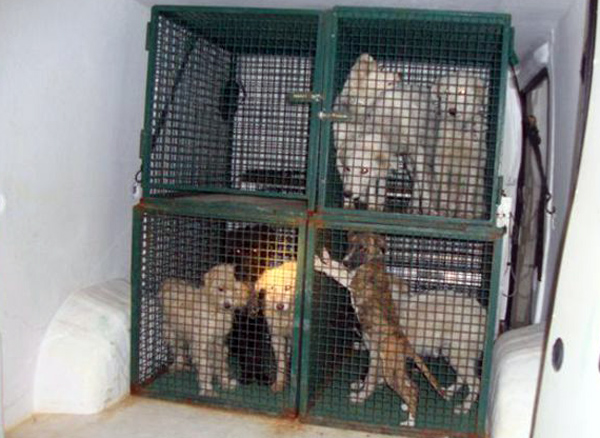 Calabria: Nove cani legati e chiusi in gabbie al buio a Pentone, una denuncia