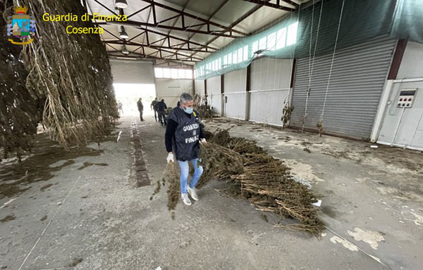 CannabisCs20.01.2021.jpg