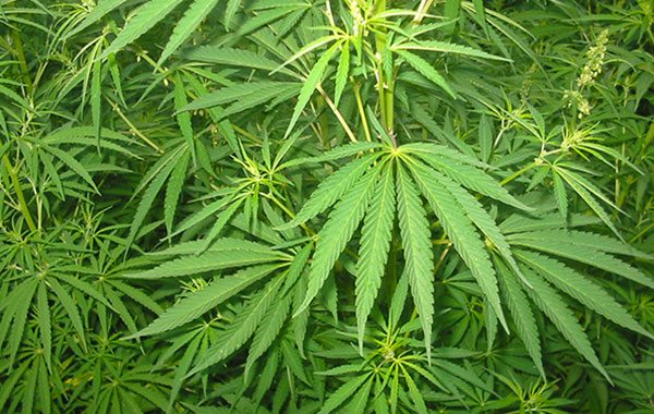 Guardia di finanza sequestra piantagione cannabis nel Reggino