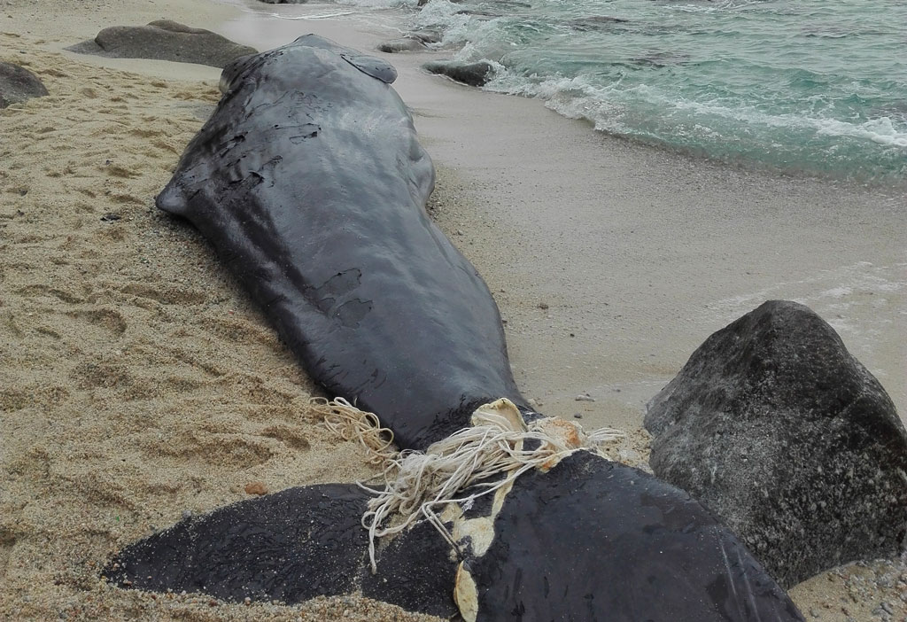 Rinvenuto giovane capodoglio senza vita sulla spiaggia di Parghelia