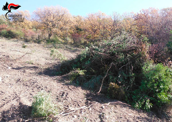 Estirpa arbusti macchia mediterranea per piantare frutteto, una denuncia nel crotonese