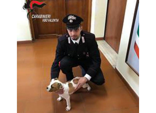 Carabinieri trovano nel vibonese cucciolo cane rapito, denunce