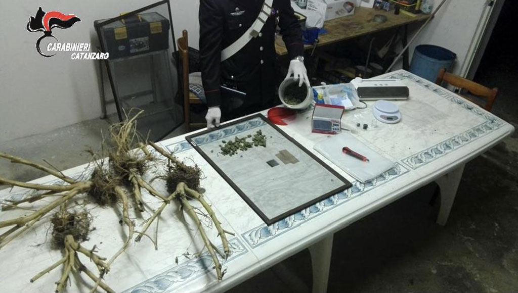 Lamezia: scoperto laboratorio di produzione e confezionamento marijuana, arrestato 36enne