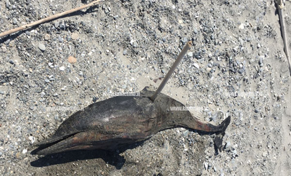 Carcassa di delfino trovata su spiaggia a Gizzeria