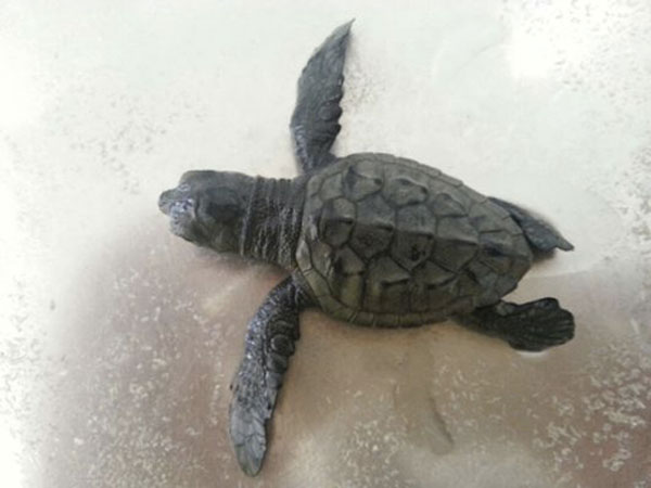 Tartaruga Caretta Caretta salvata da Capitaneria a Gioia Tauro