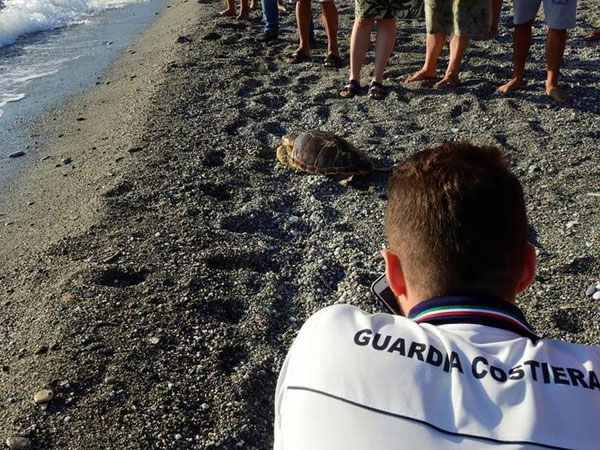 Tartaruga caretta caretta liberata al largo di Cetraro dopo cure