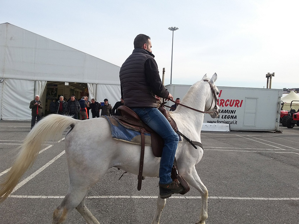Cavalli_Fieragricola-7-febbraio-2016.jpg