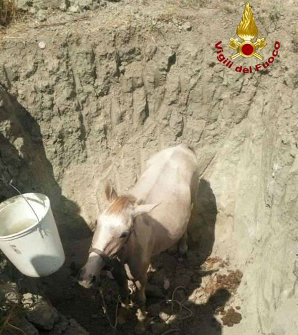 Cavallo2.jpg