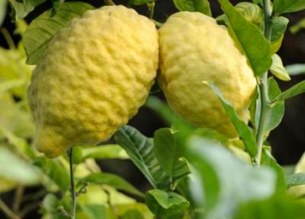 Regione, 2 milioni per fermare l'erosione genetica del cedro dell’area della Dop